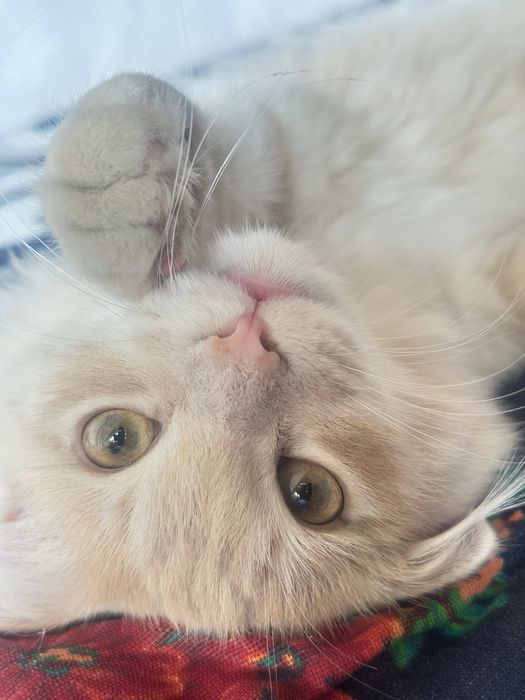 Scottish fold qiz bola 8oylik