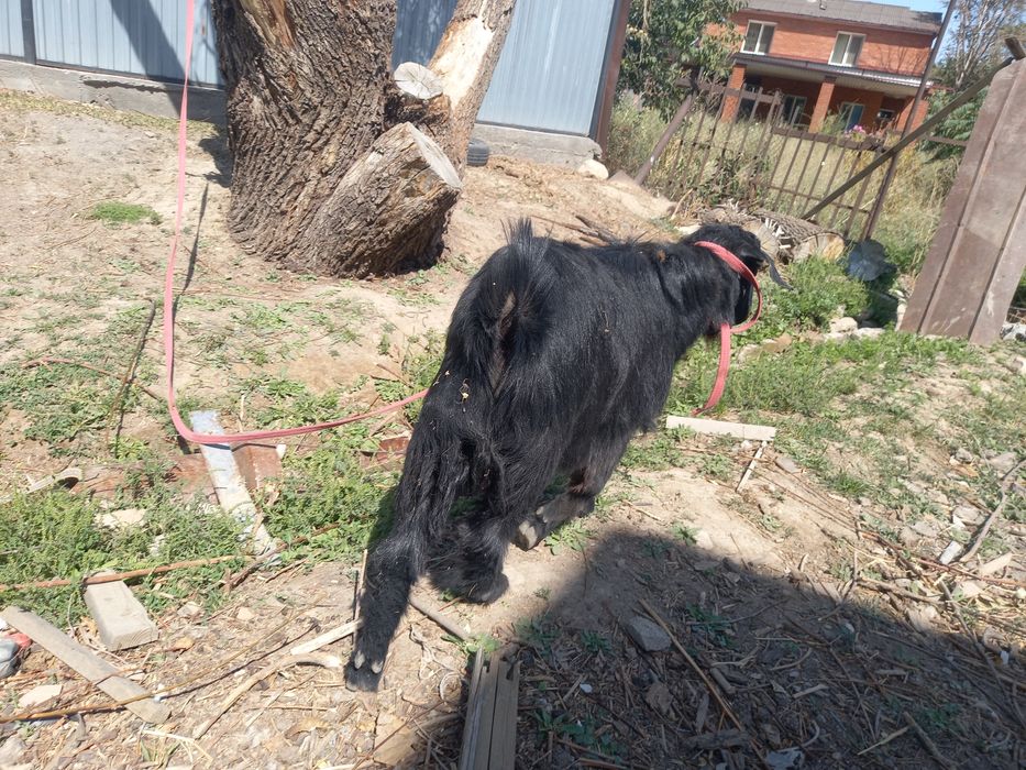 Теке ауыстырам лак