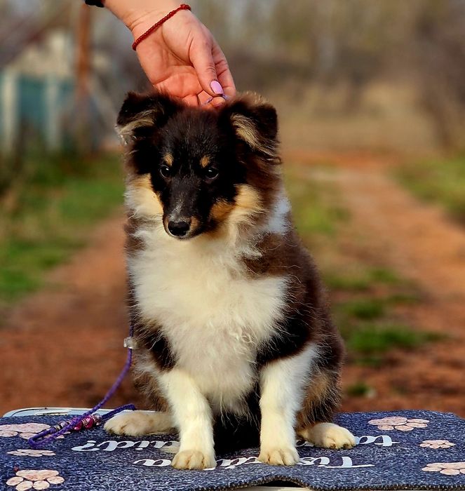 Sheltie femela (shetland sheepdog)