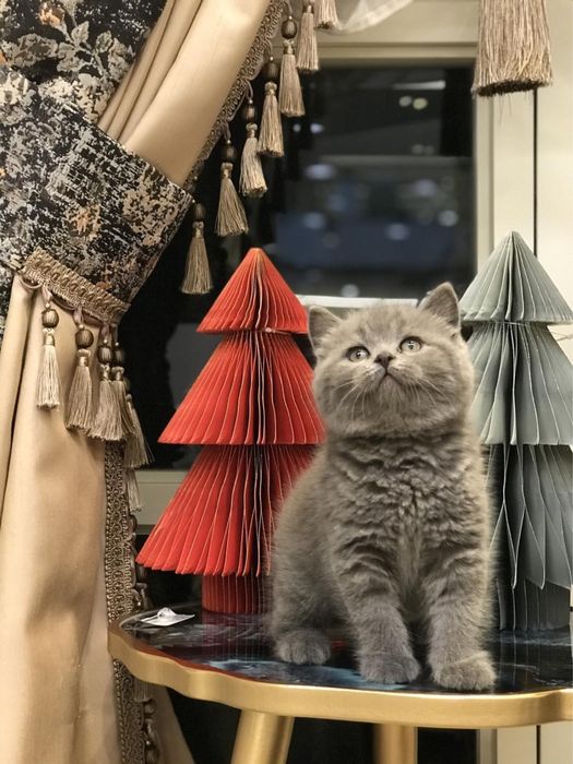 British Shorthair mascul