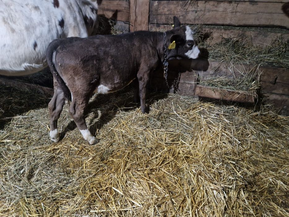 Vand o vitea baltata