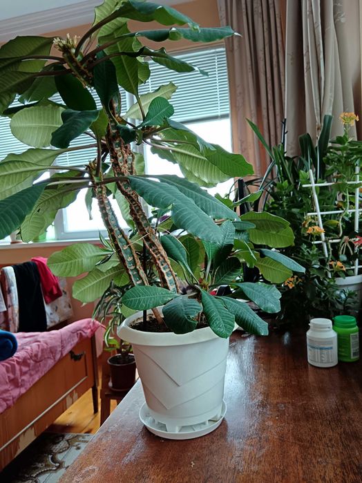 Еуфорбия, плюеща палма