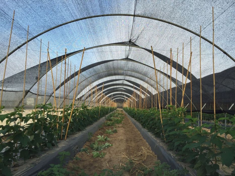 PLASA umbrire GRADINI DE LEGUME/SOLARII; Rola 100mp-165lei Garantie,UV