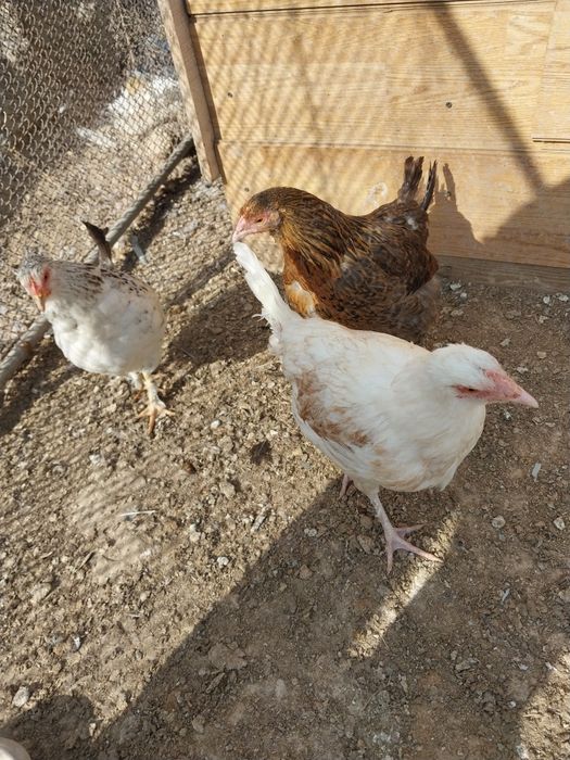 Продам курей и одного петуха