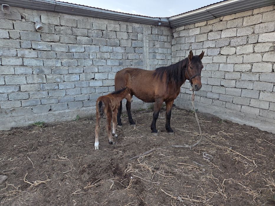 Құлынды бие сатылады