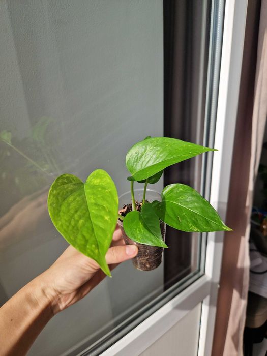 Сциндапусы по 800 тг