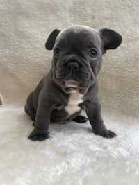 Femela Bulldog Francez Blue Gri