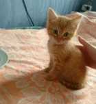 Кошки  и котята в добрые руки