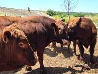 Vând tauri Red Angus