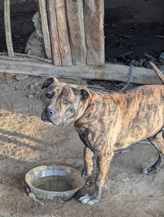 Питбул,месеца, ваксина, паспорт мъжки