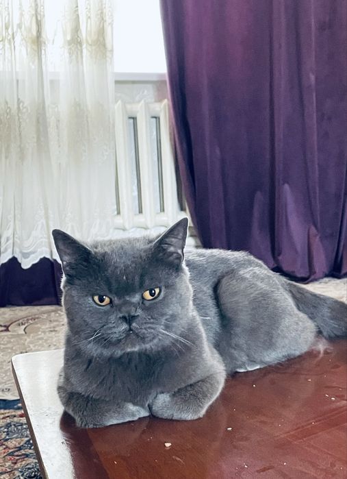 Mushuk sotiladi 50$. Zot british shetxoir