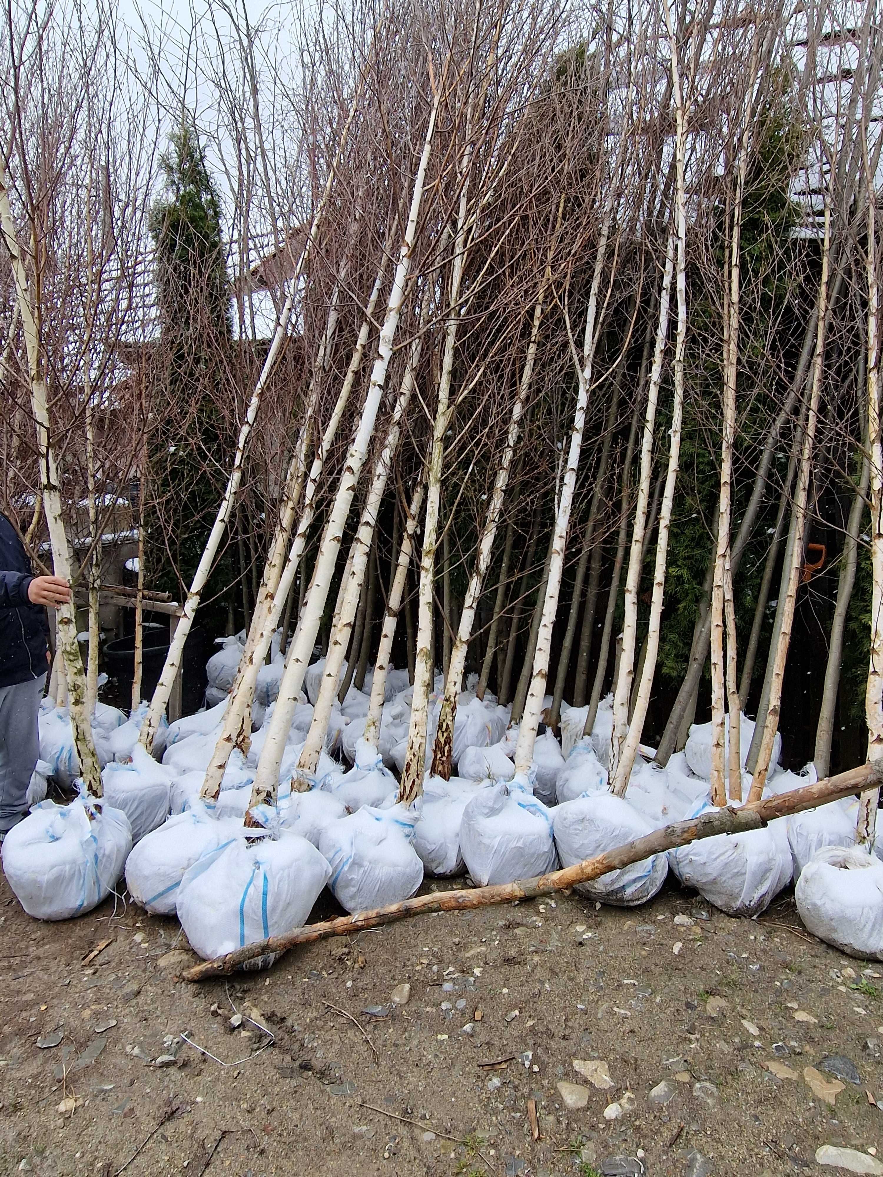 Mesteacan Alb ( Betula Alba )