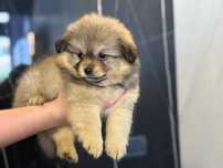 Pomeranian Băiețel
