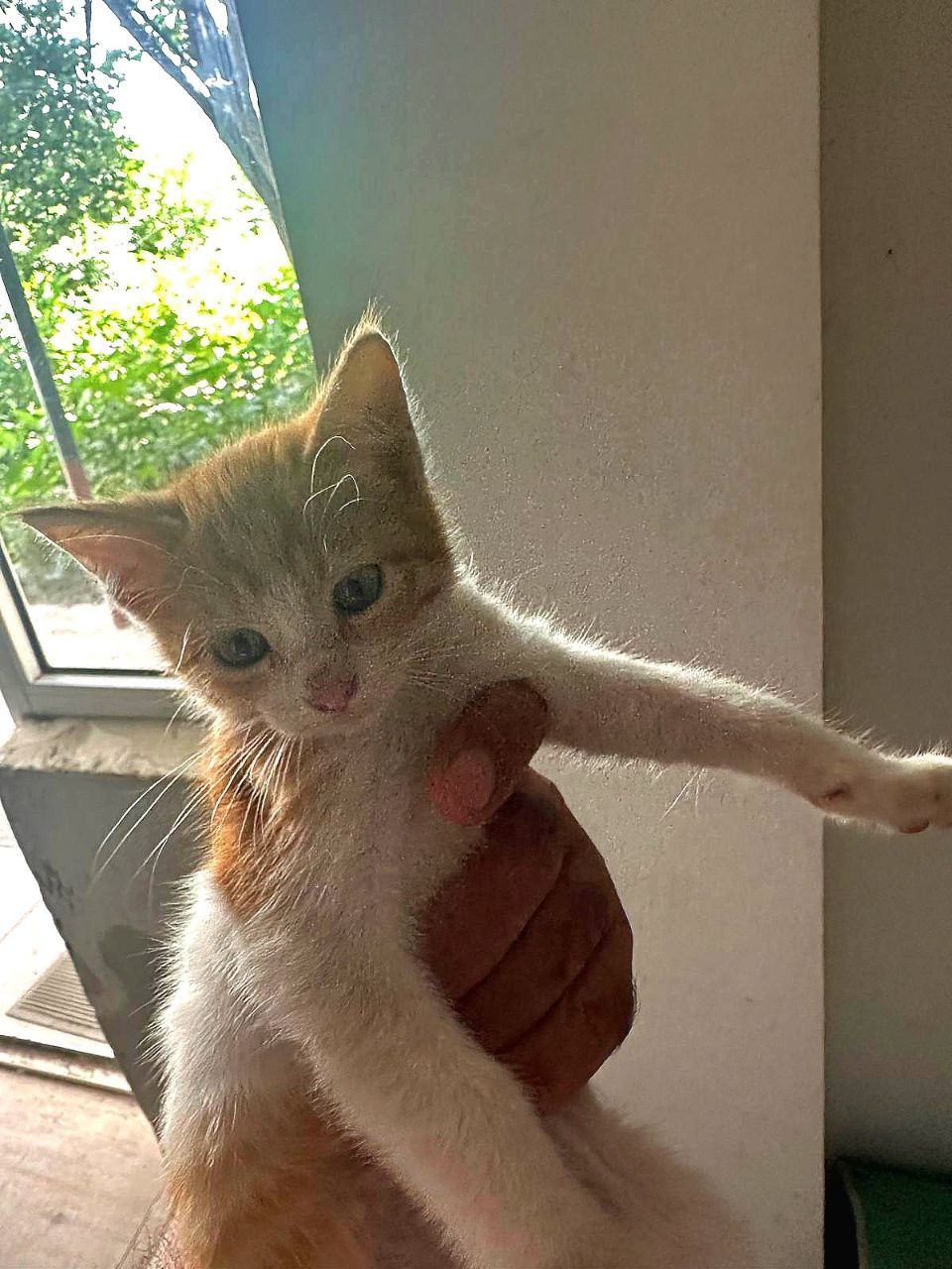 Котята даром в добрые руки