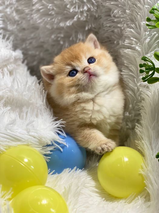 Золотые шиншиллы британские
