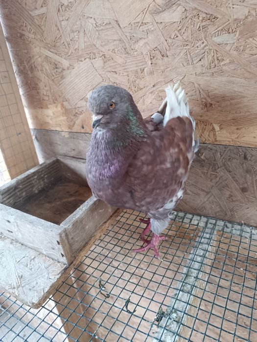 Porumbei King Mascul