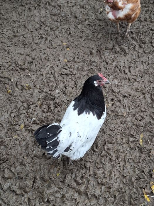 Vând familie găini Lakenvelder