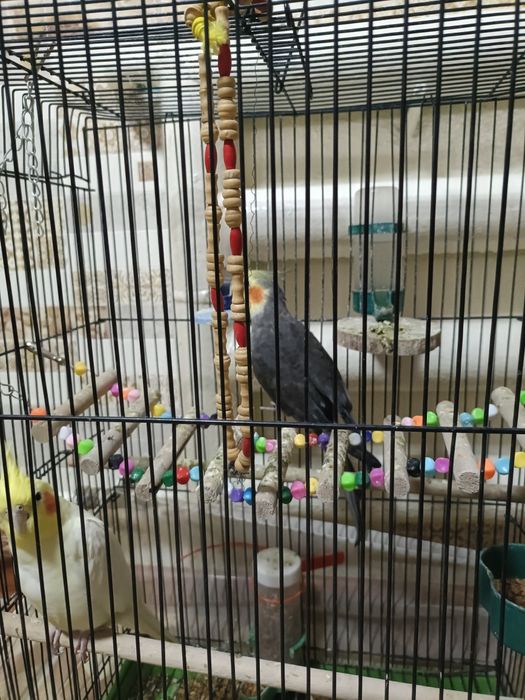 Папугаи капелла два самца отдам за 20000тг вместе с клеткой