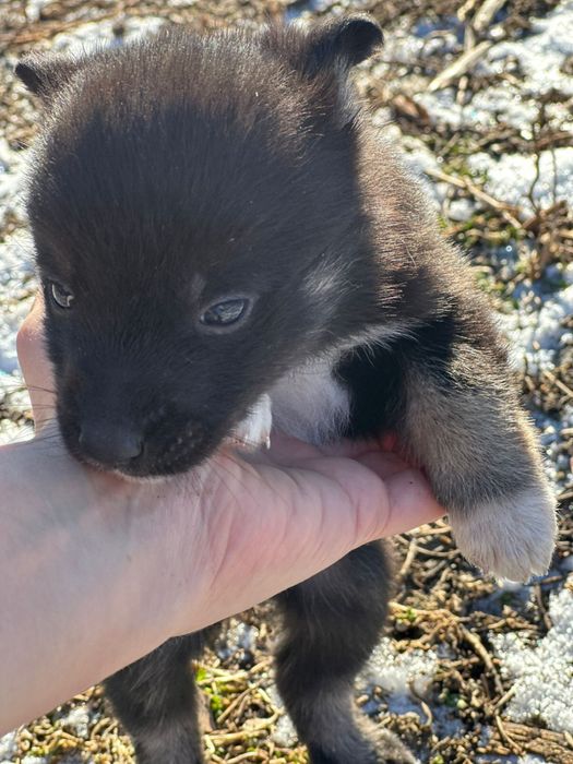 Щенята от мален собачки...1.5 мес