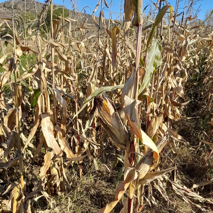 Vând porumb știuleți la 0,9 lei kg și porumb boabe la 1,1 lei kg