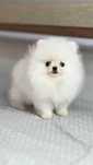 Pomeranian pui talie foarte mica