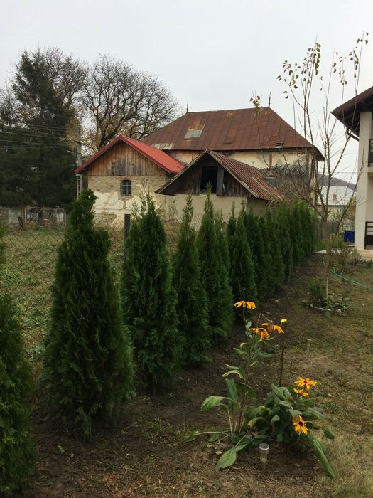 Inainte si dupa plantarea arboriilor Tuia Smaragd, Columnaris