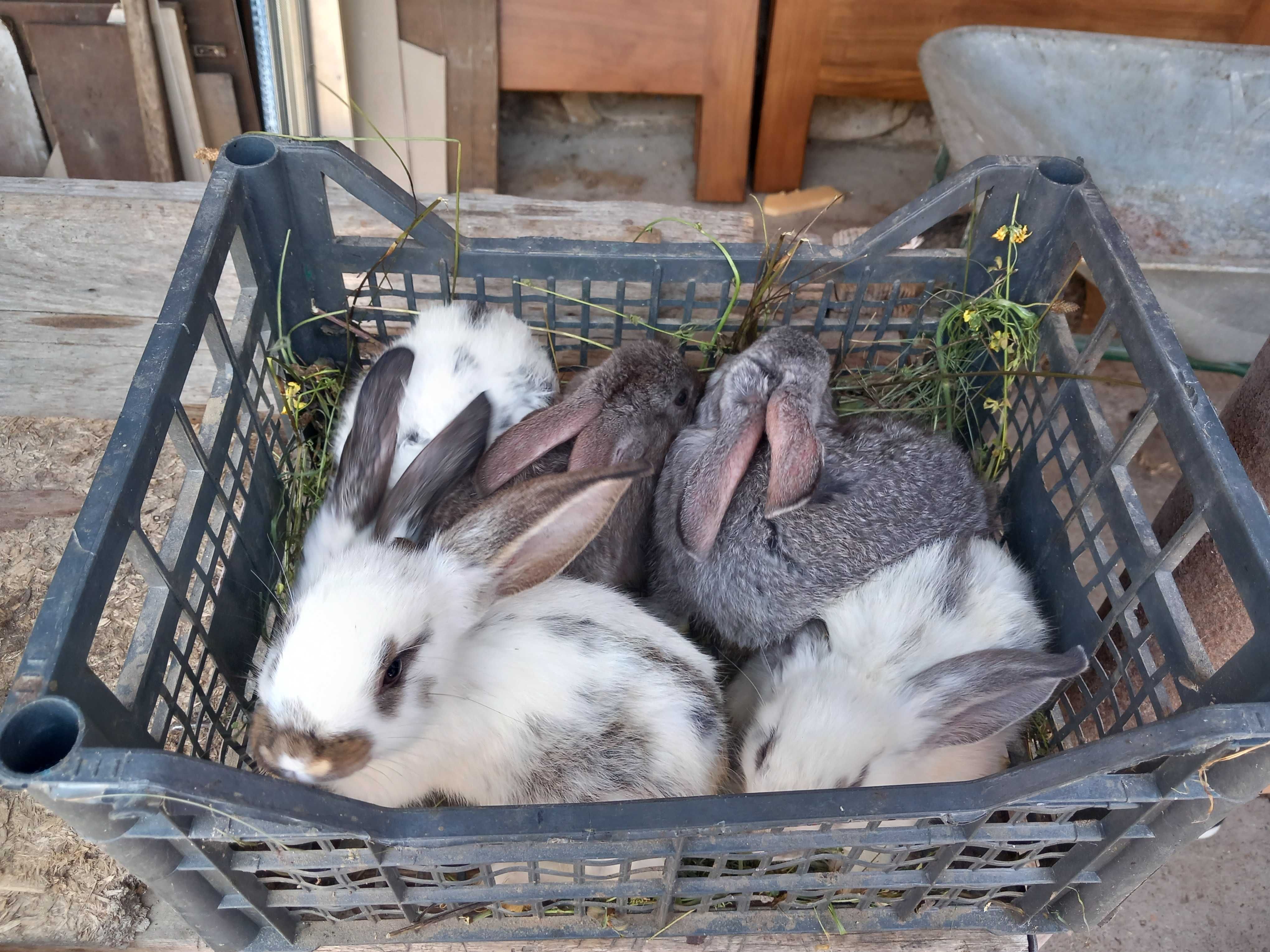 Vând pui de iepuri