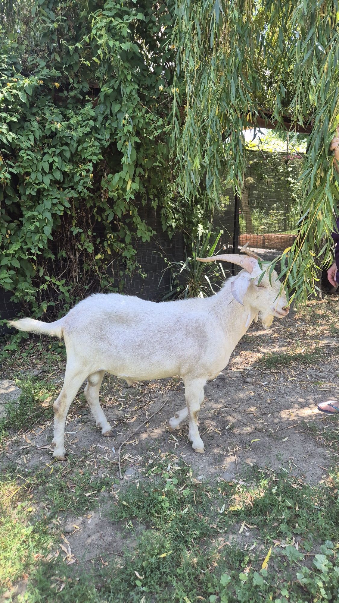 Țap din  rasa Saanen