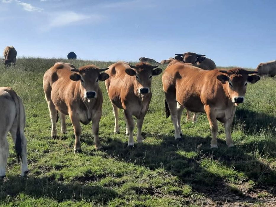 Vitele Aubrac ..