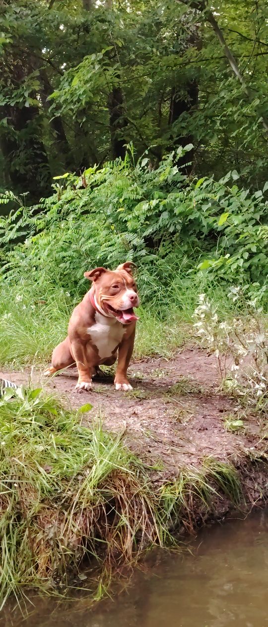Ocazie! American bully calitate superioară ABKC