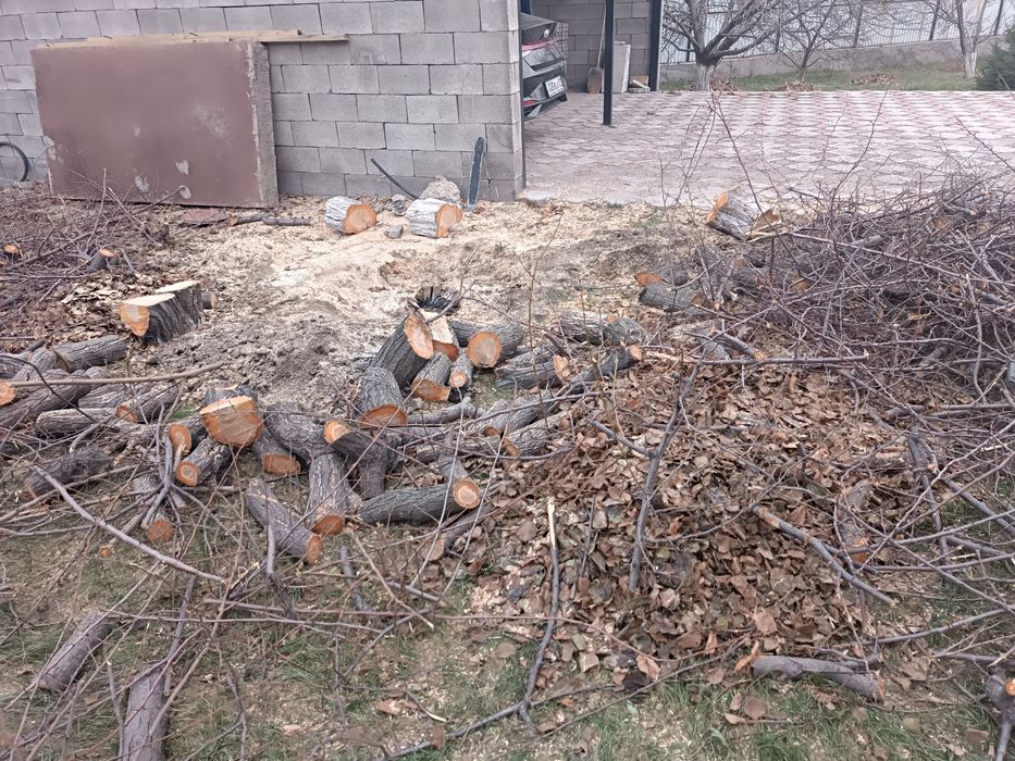 Спил дерева,дрова