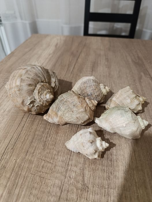 Морские  ракушки