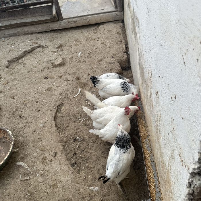 Тауық сатылады жас тауықтар