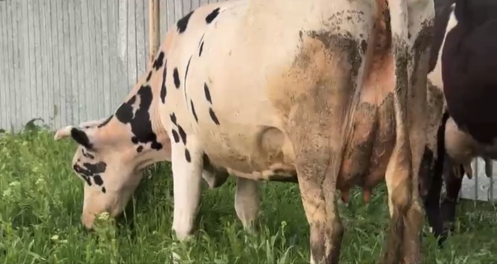 Корова дойная (Голштинская)