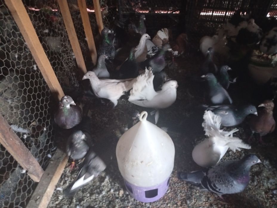 Vând Porumbei voiajori