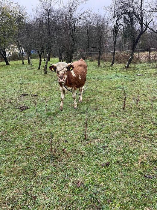 Vând tăuraș de 8 luni