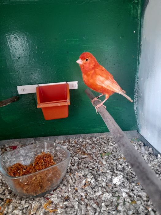 Canari de dat frumosi si galagiosi