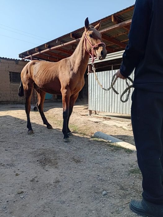 Еркек тай сатылады. Жақында үйретілген. Парламент деген айғырдың балас