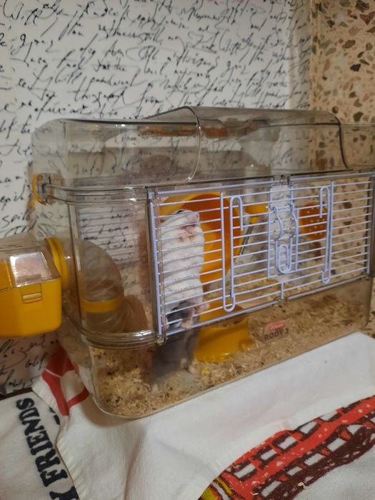 Vand hamsteri si cuscă