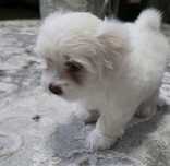 Pui Bichon maltez
