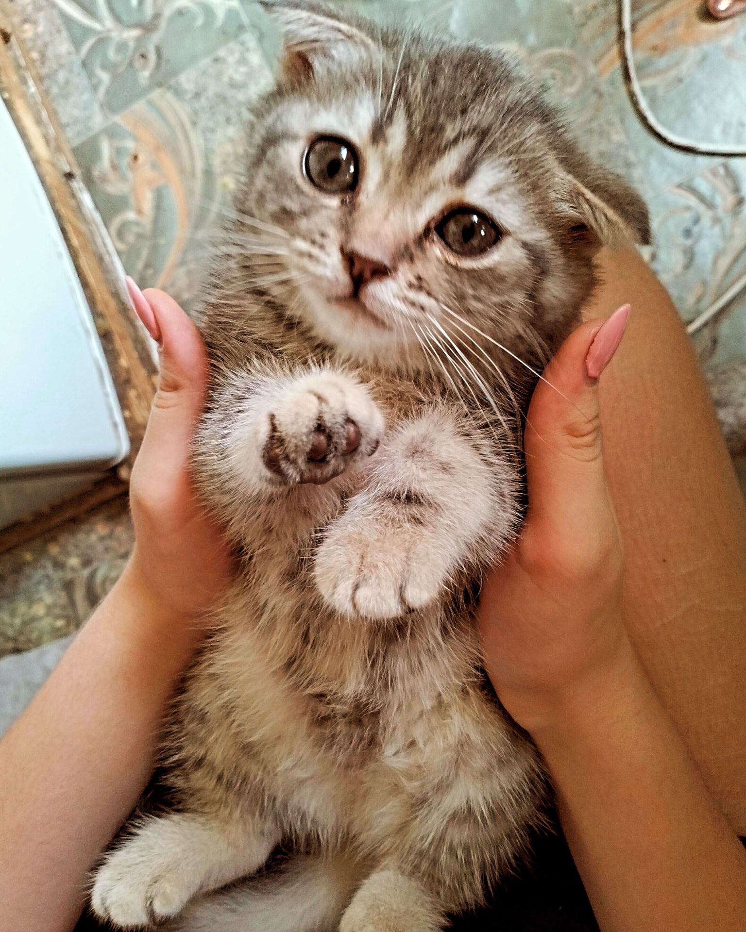 Продам котенка вислоухая девочка