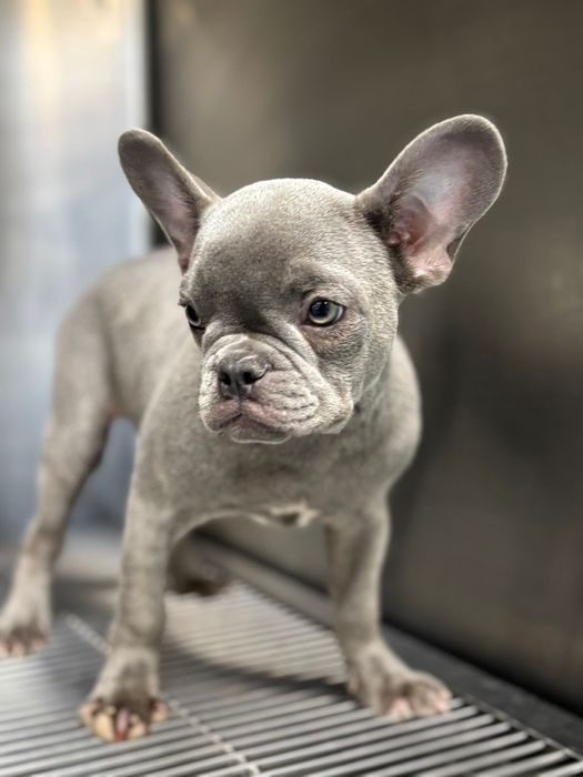 Bulldog francez mascul blue