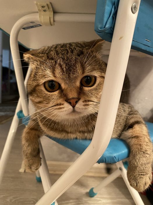 СРОЧНО ОТДАМ КОТА только в добрые и хорошик руки!