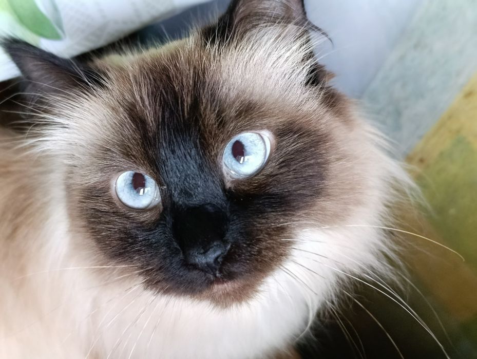 СРОЧНО нужен кот