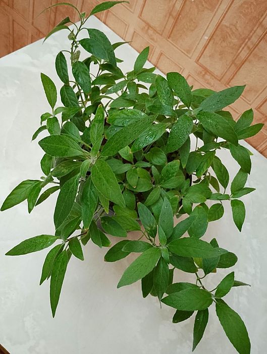Продаю комнатный цветок Руэллия