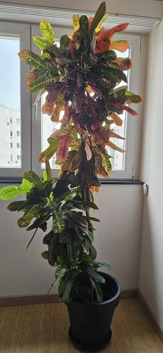 Planta de interior - Croton Codiaeum Variegatum Petra