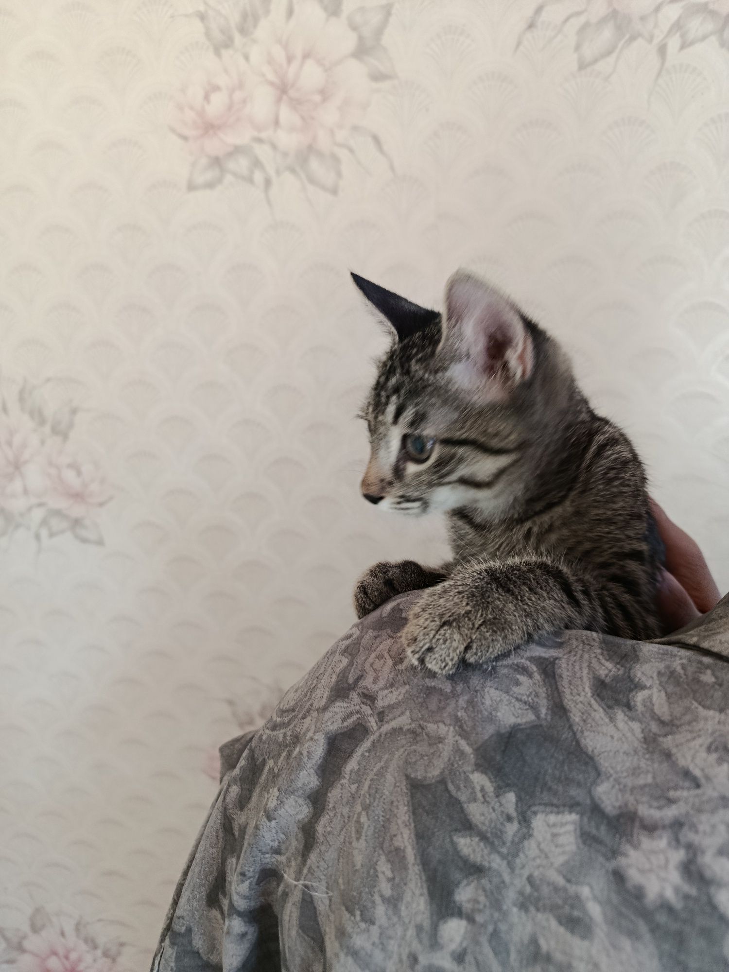 Домашный котик мальчик