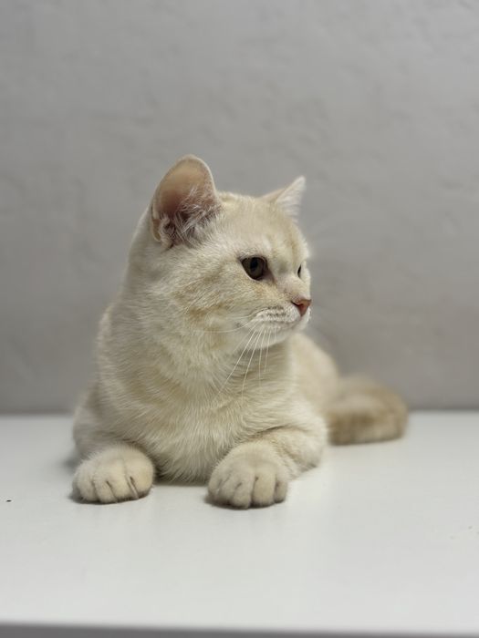 Отдам даром котенка