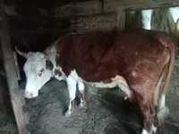 Корова с теленком(бычек)550 тысяч,ст Пойма ,от города 25км