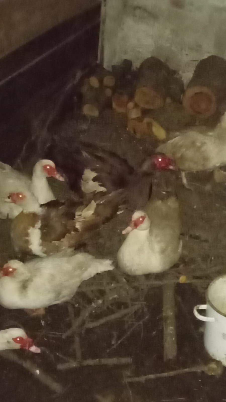 Păsări bio și de ouă urgent